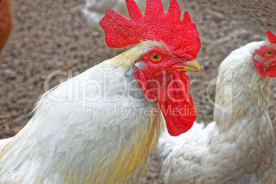 Adult big white rooster with red crest