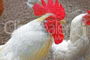 Adult big white rooster with red crest