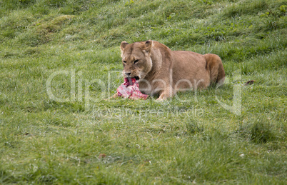 Lioness eating its prey