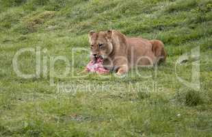 Lioness eating its prey