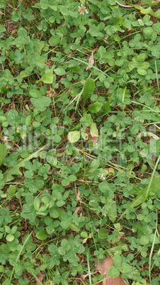 Clover meadow