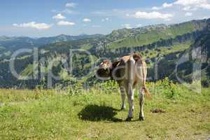 Kuh im Gebirge