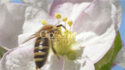 Bee Collects Pollen and Nectar from Spring Blossom Fruit