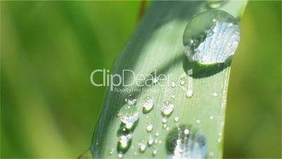 Dewdrop on a Blade of Grass Close-up Green