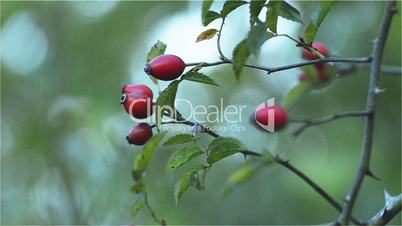 Fruits of rose hip on his bush