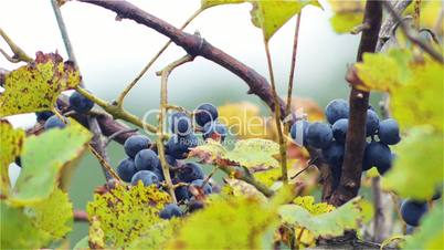 Grapes in the vineyard in the autumn breeze