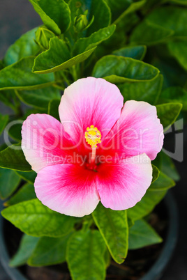 Pink Hibiscus flower, Thailand.