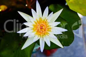 White Lotus Blooming