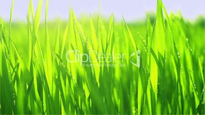 Young green wheat grass with morning dew