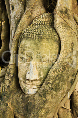 A buddha head inside a tree in Ayudhaya
