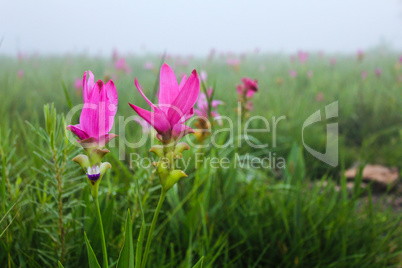 Siam Tulip or Summer Tulip