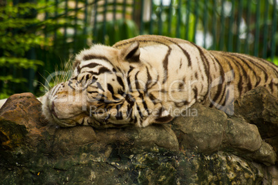 The sleeping tigers.