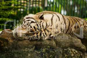 The sleeping tigers.