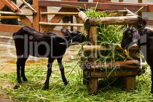 Goats feeding on green grass.