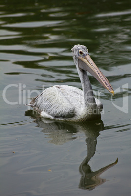 Great White Pelican on water.