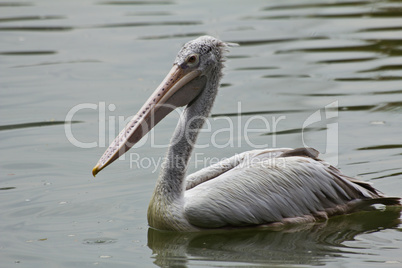 Great White Pelican on water.