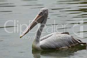 Great White Pelican on water.