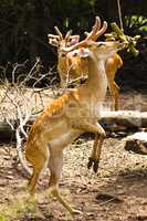 Deer eating food.