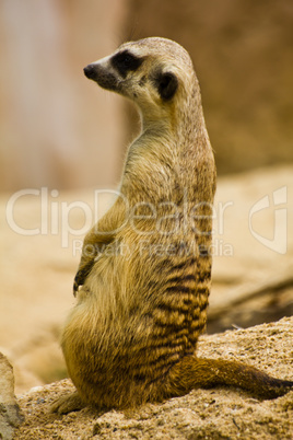 Meerkat