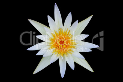 White Lotus Blooming isolated on black background.