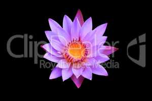 Lotus Blooming isolated on black background.