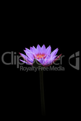 Lotus Blooming isolated on black background.
