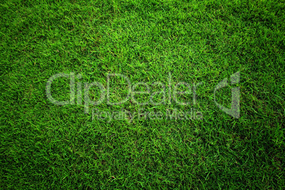 Green grass background.