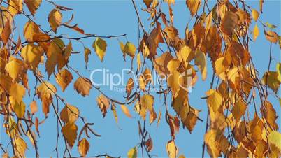 Yellow Birch Leaves Swaying in the Afternoon November Sun