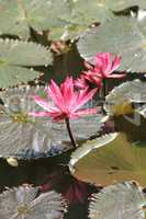 Pink lotus flowers growing upright.