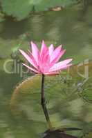 A pink lotus flower growing upright.