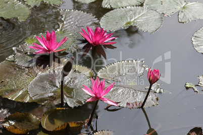 Pink lotus flowers growing upright.