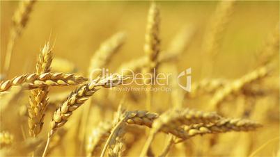 Wheat, Food, Wheat, Field, Harvest, Bustion Grains