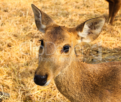 Portrait of a young deer.