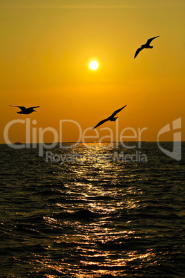 Seagulls flying over the coast in Thailand in sunset.