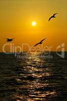 Seagulls flying over the coast in Thailand in sunset.