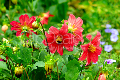 Dahlia, bumble bee on a flower. Focus it on the flowers. Shallow