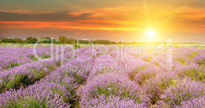 Field with blooming lavender and sunrise