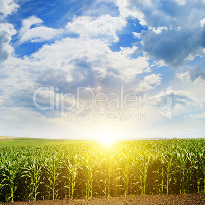 Green field with corn. Blue cloudy sky. Sunrise on the horizon.