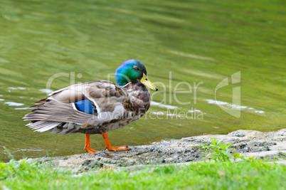 Young duck on pond background