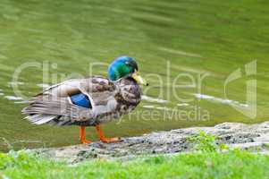 Young duck on pond background