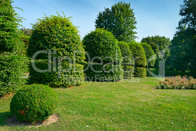 Hedges and ornamental shrub in a summer park.