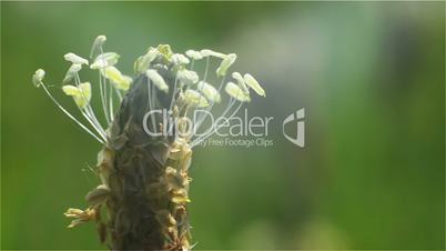 Top of the Head with the Seed of Meadow Grass