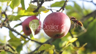 Ripe apple in organic production