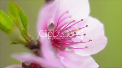 Pink peach blossom on a branch in a shallow depth of field