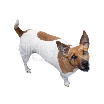 Dog isolated over white