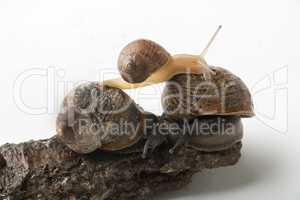 Land snails playing together