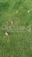 Green grass texture background - vertical