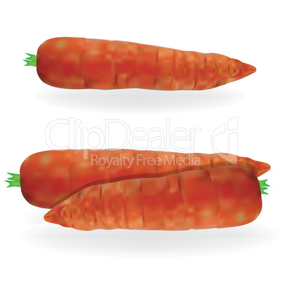 Carrot vector food