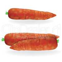 Carrot vector food