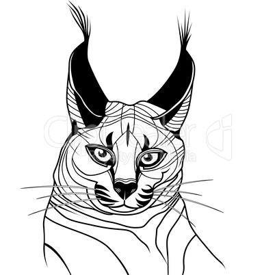 Cat caracal kitten wild animal sketch tattoo vector